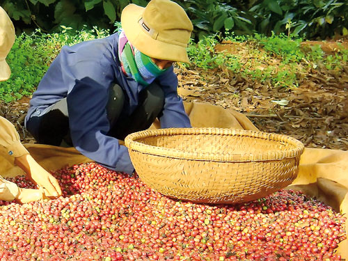 Giá cà phê sụt giảm