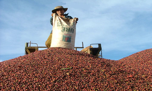 Giá cà phê trong nước ngày 19/09 không đổi ở 36,3 triệu đồng/tấn