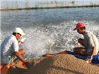 Giá cá tra đang nhích dần lên - Tin vui cho ngành thủy sản