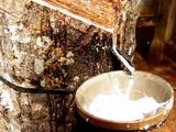 Giá cao su thế giới giảm xuống mức thấp nhất trong 5 tháng qua