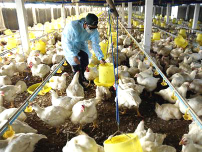 Giá gà công nghiệp chỉ còn 18.000 đồng/kg
