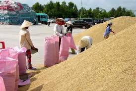 Giá lúa gạo giảm