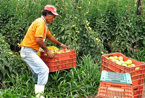 Giá lương thực vẫn ở mức cao tại các nước đang phát triển