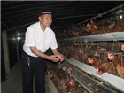 Giá trứng tăng, nông dân vẫn lỗ!