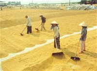 Giá xuất khẩu nhiều nông sản chính giảm mạnh