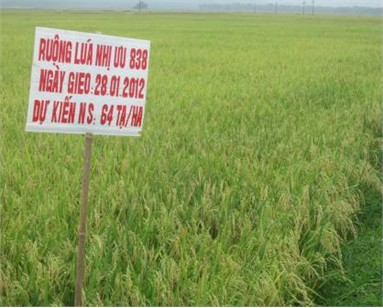 Giống lúa Nhị ưu 838