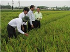 Giống lúa khảo nghiệm của TSC được đánh giá cao