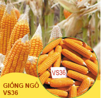 Giống ngô VS36