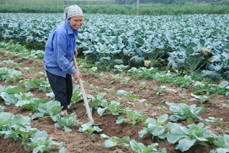 Giúp nông dân tiêu thụ rau an toàn