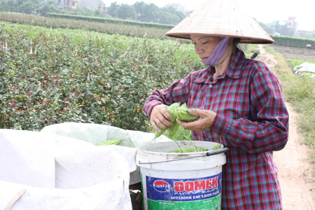 Hà Nội: Khuyến nông gắn liền xây dựng nông thôn mới