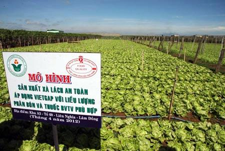 Hiệu quả từ trồng rau VietGAP ở HTX Hòa Bình