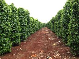 Hồ tiêu Việt Nam ngày càng mất giá