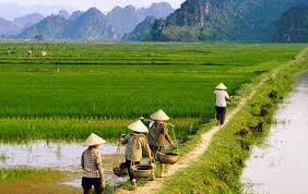 Học nông dân Hàn Quốc làm nông thôn mới