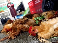 Hướng dẫn chẩn đoán và điều trị cúm A/H7N9 