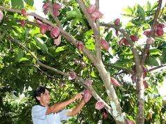 Khai mạc Hội nghị quốc tế các nước trồng cây ca cao ASEAN lần thứ 16