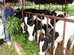 Khó xây dựng ngành công nghiệp nuôi bò thịt