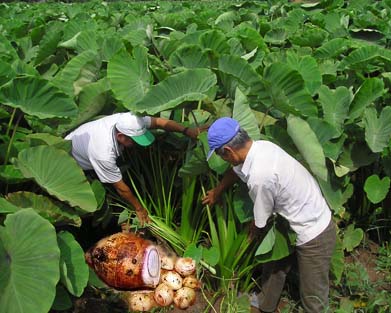 Khôi phục giống khoai sọ bản địa bằng phương pháp nuôi cấy mô