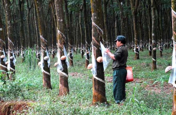 Kinh nghiệm nông trường Bình Ba