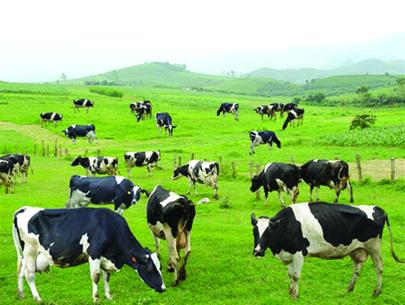 Làm giàu từ chăn nuôi bò sữa