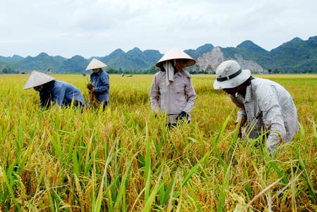 Làm sao để nông dân không “bẻ kèo” ?