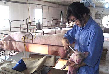 Lợi nhuận cao nhờ nuôi lợn theo công nghệ Thái Lan