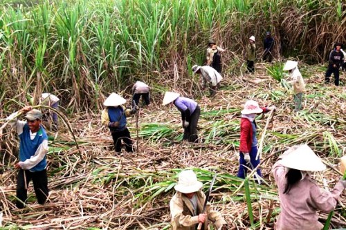 Long An: Giá mía thấp, nông dân lỗ nặng