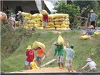Lúa gạo vẫn “bi đát”!