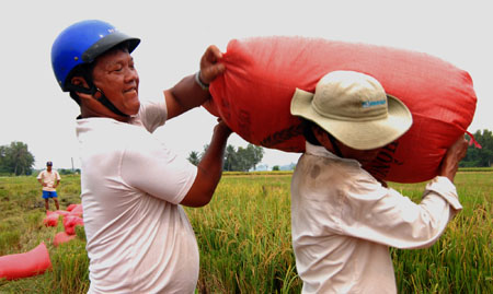 Lúa hè thu gặp khó