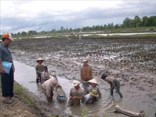 Luân canh tôm - lúa ở ĐBSCL