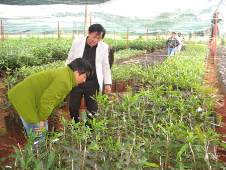 Mắc ca sẽ sớm thành “cây tỷ đô”