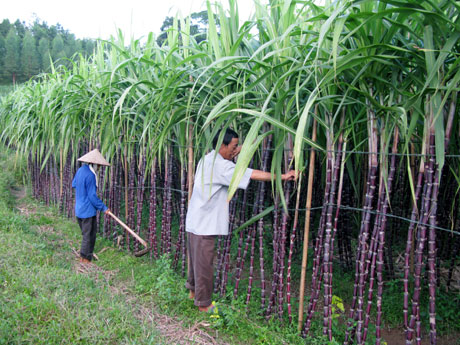 Mía tím lãi gấp 4