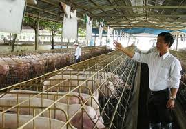 Miếng ngon Greenfeed