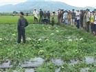 Muôn kiểu 'đòn bẩn' với nhà nông: Phá ruộng dưa, đốt cây rơm