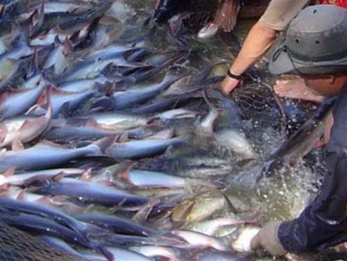 Mỹ lại áp thuế cao với cá tra, cá basa Việt Nam