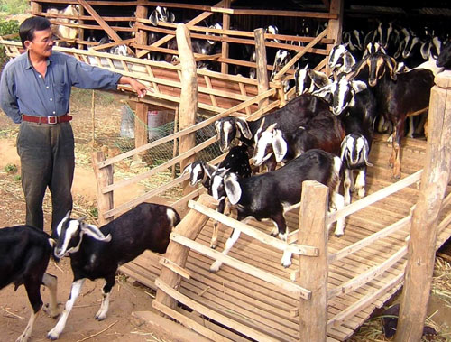 NUÔI DÊ NHỐT CHUỒNG ĐEM LẠI HIỆU QUẢ KINH TẾ CAO