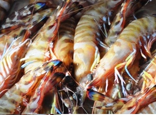 Năm 2013: Xuất khẩu tôm có thể đạt 2,4 tỷ USD