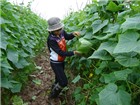 Nam Định: Mới từ những cánh đồng