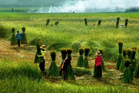 Nga Sơn làm hàng cói xuất khẩu