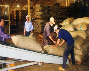 Ngành nông nghiệp nhìn từ thị trường: Sức chống đỡ yếu