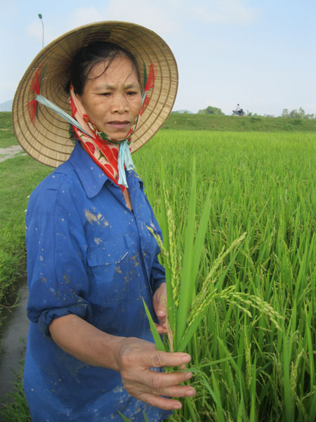 Nghệ An: Lúa lép hạt, nông dân khóc ròng.