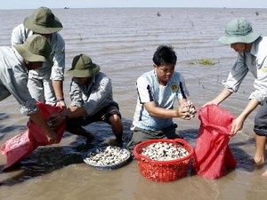 Nghêu Gò Công được cấp bằng bảo hộ quyền sở hữu nhãn hiệu