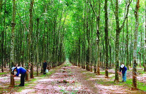 Người dân Nậm Cuổi “đổi đời” từ cây cao su