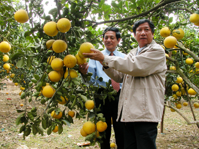 Người đưa bưởi Diễn lên núi