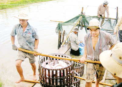 Người nuôi cá tra... kiệt sức