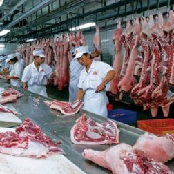 Người nuôi heo “Treo chuồng” vì sợ lỗ