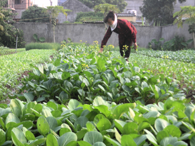 Người phụ nữ trở thành tỉ phú từ mô hình VAC