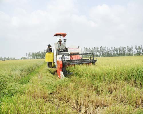 Nhân rộng mô hình Cánh đồng mẫu lớn: Cần chính sách trợ lực