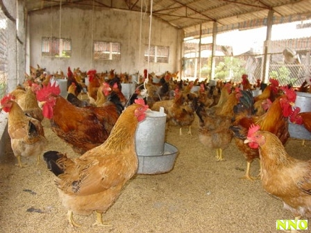 Nhập khẩu thức ăn chăn nuôi tăng 40,6%