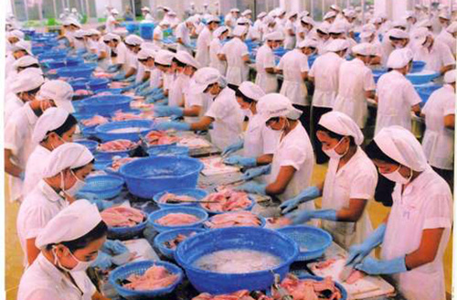 Nhiều doanh nghiệp tạm ngưng xuất khẩu cá tra