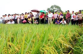 Nhiều giống lúa ngắn ngày, chất lượng tốt
